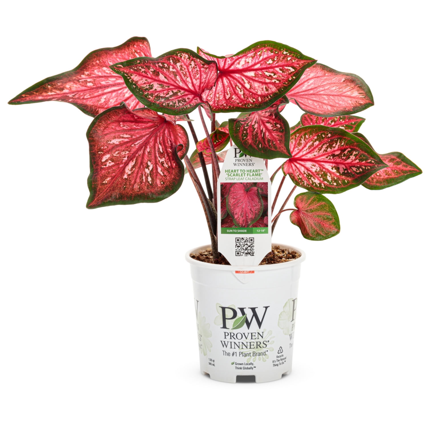Proven Winners 5" Multicolor Heart to Heart 'Scarlet Flame' Sun or Shade Caladium Live Plant in 4.5" Pot