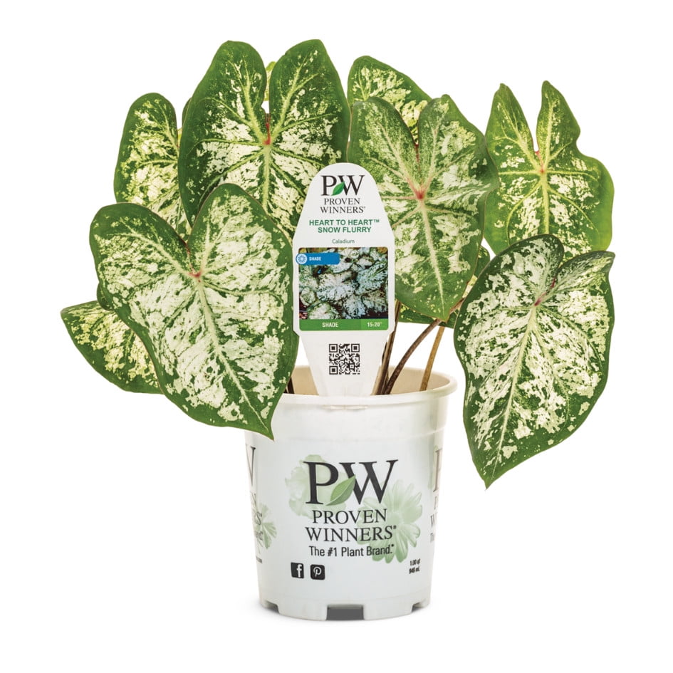 Proven Winners 6" Multicolor Heart to Heart 'Snow Flurry' Shade Caladium (Caladium hortulanum) Annual Live Plant in 5" Pot
