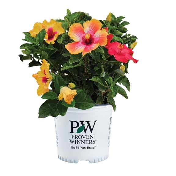 Proven Winners ColorChoice 6" Multicolor Hollywood Hibiscus Bloom Bash Tropical Hibiscus Live Plant in 7.5" Pot