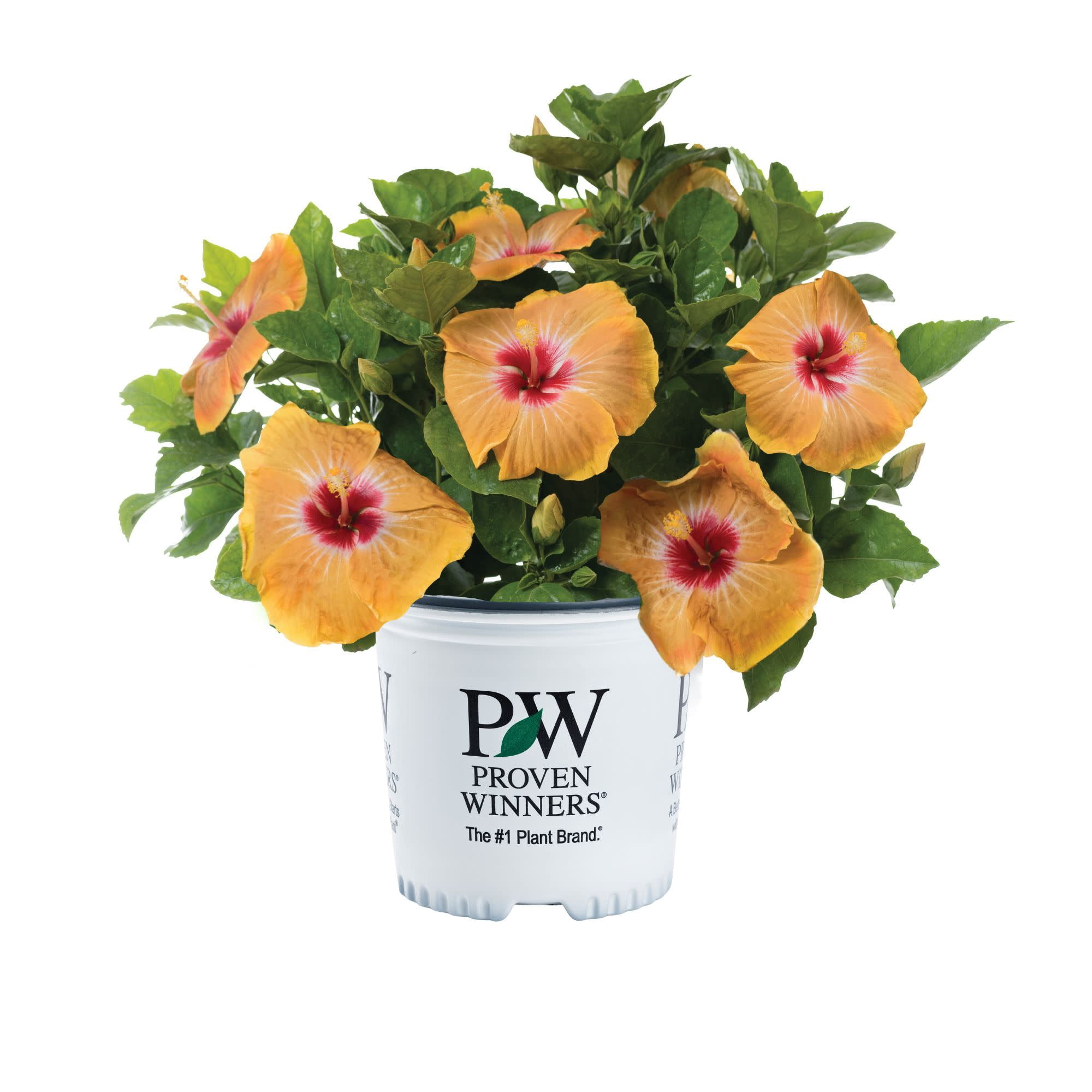 Proven Winners ColorChoice 6" Multicolor Hollywood Hibiscus VIP Tropical Hibiscus Live Plant in 7.5" Pot