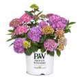thumbnail image 1 of Proven Winners ColorChoice 6" Multicolor Let's Dance Arriba! Reblooming Hydrangea Live Plant in 7.5" Pot, 1 of 11