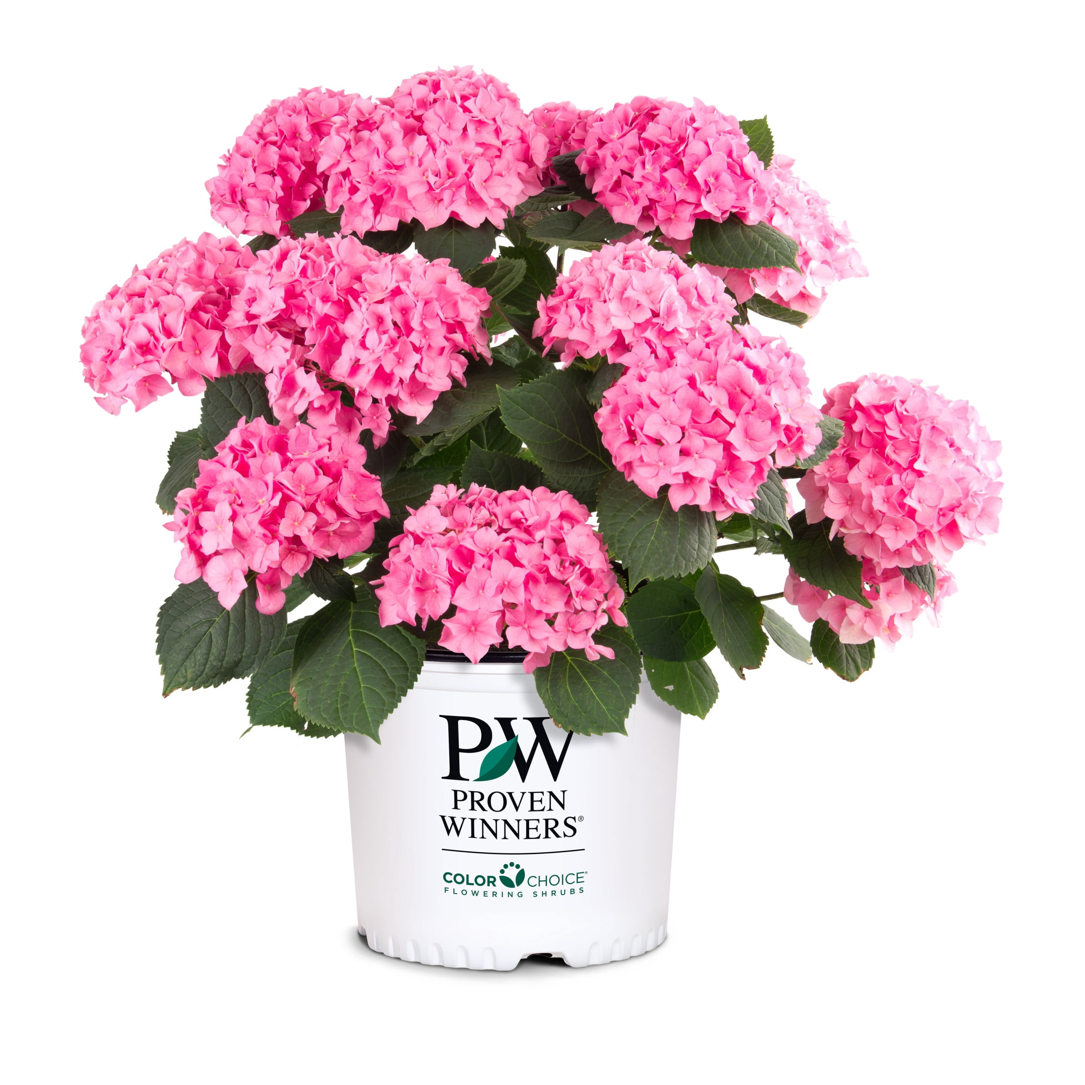 Proven Winners ColorChoice 6" Multicolor Let's Dance Blue Jangles Reblooming Hydrangea Live Plant in 7.5" Pot