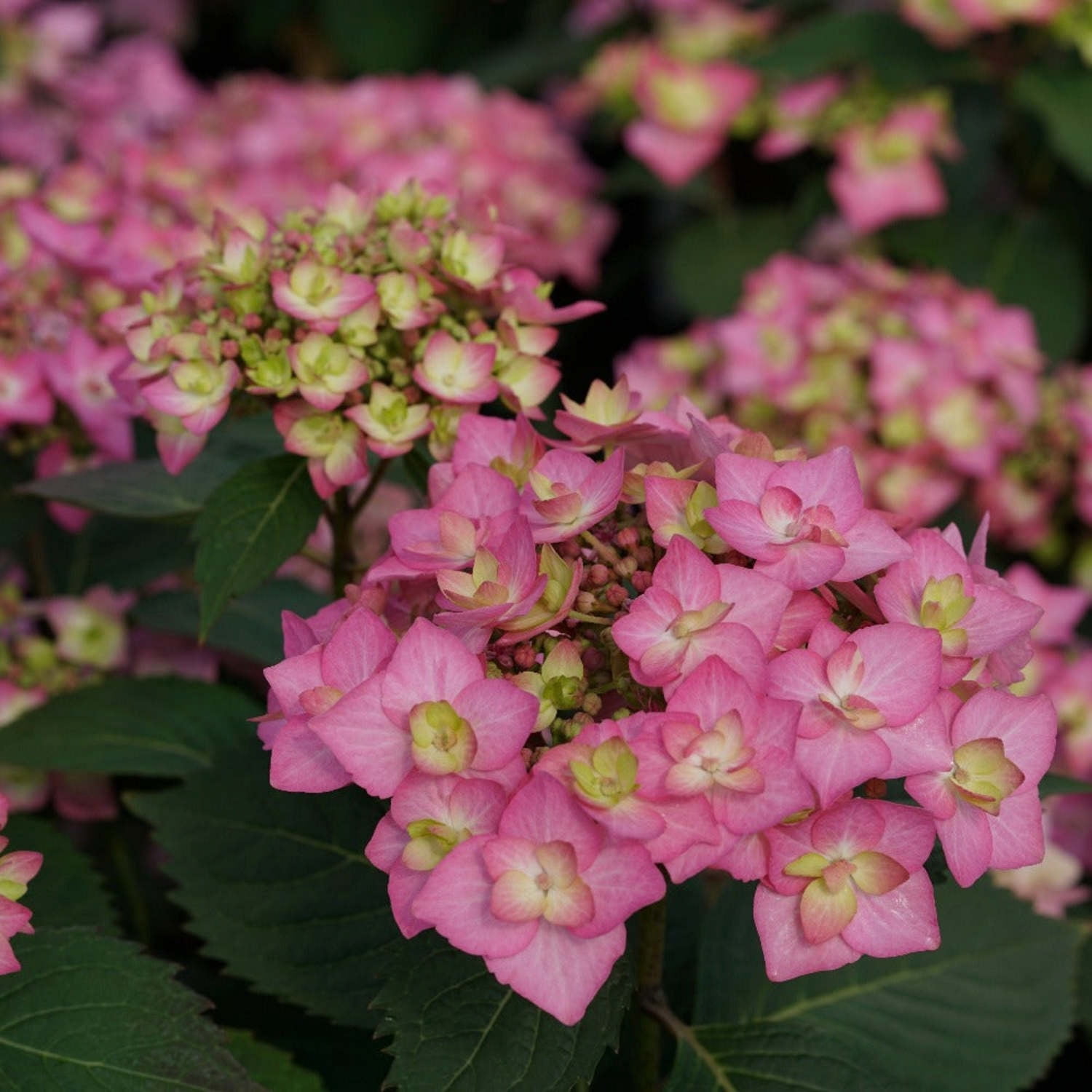 Proven Winners ColorChoice 6" Multicolor Let's Dance Can Do! Reblooming Hydrangea Live Plant in 7.5" Pot