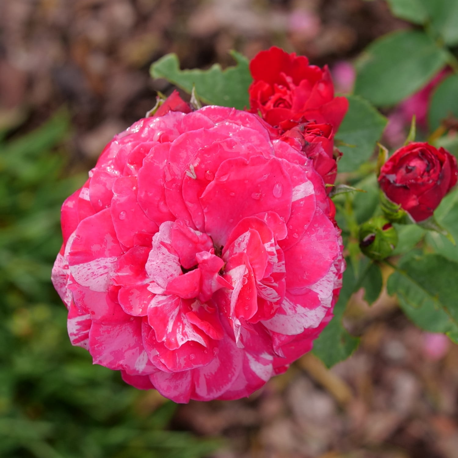 Proven Winners ColorChoice 6" Multicolor Oso Easy Red Stripe Landscape Rose Live Plant in 7.5" Pot