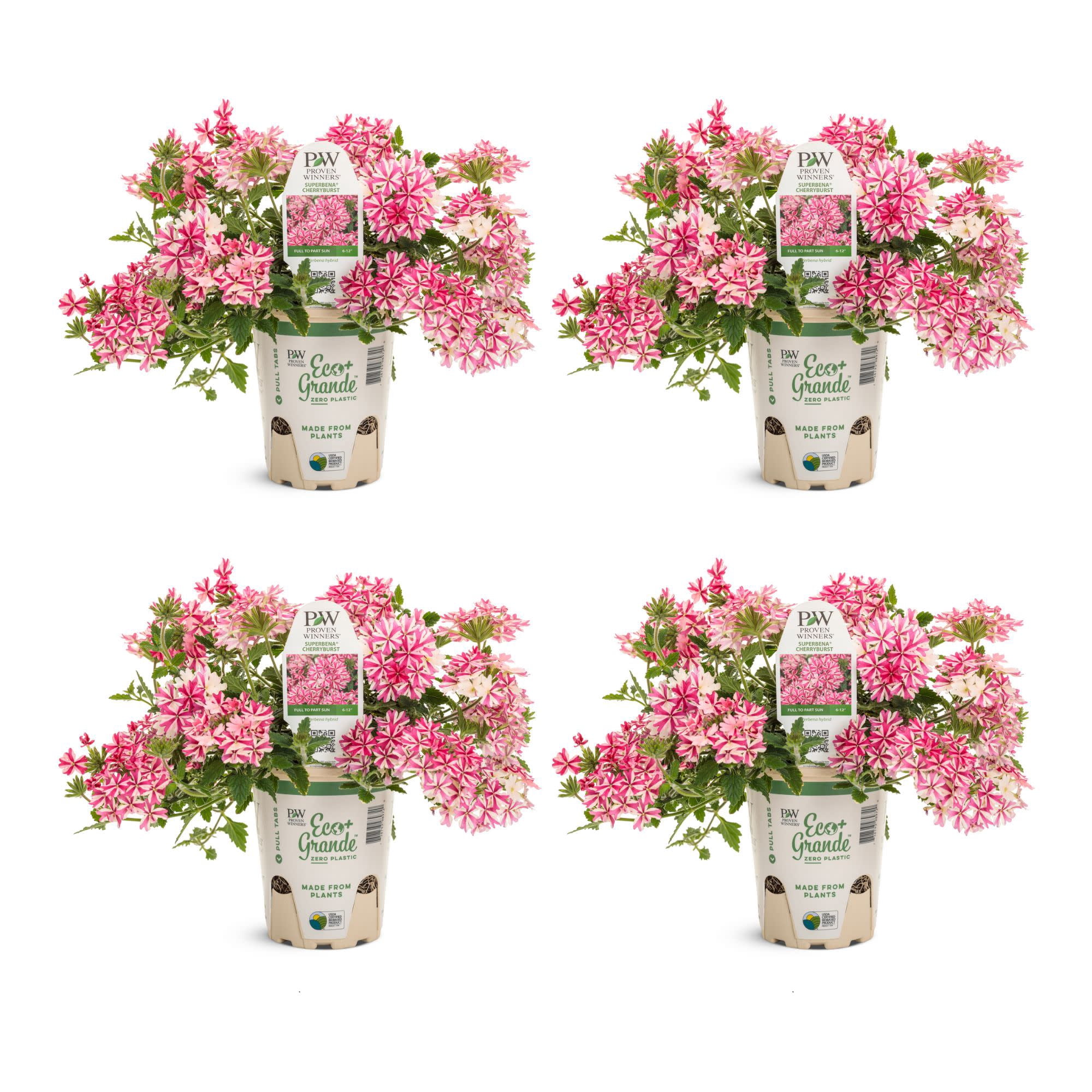 Proven Winners 4" Multicolor Superbena Cherryburst Verbena Live Plant in 4.25" Pot (4 Count)
