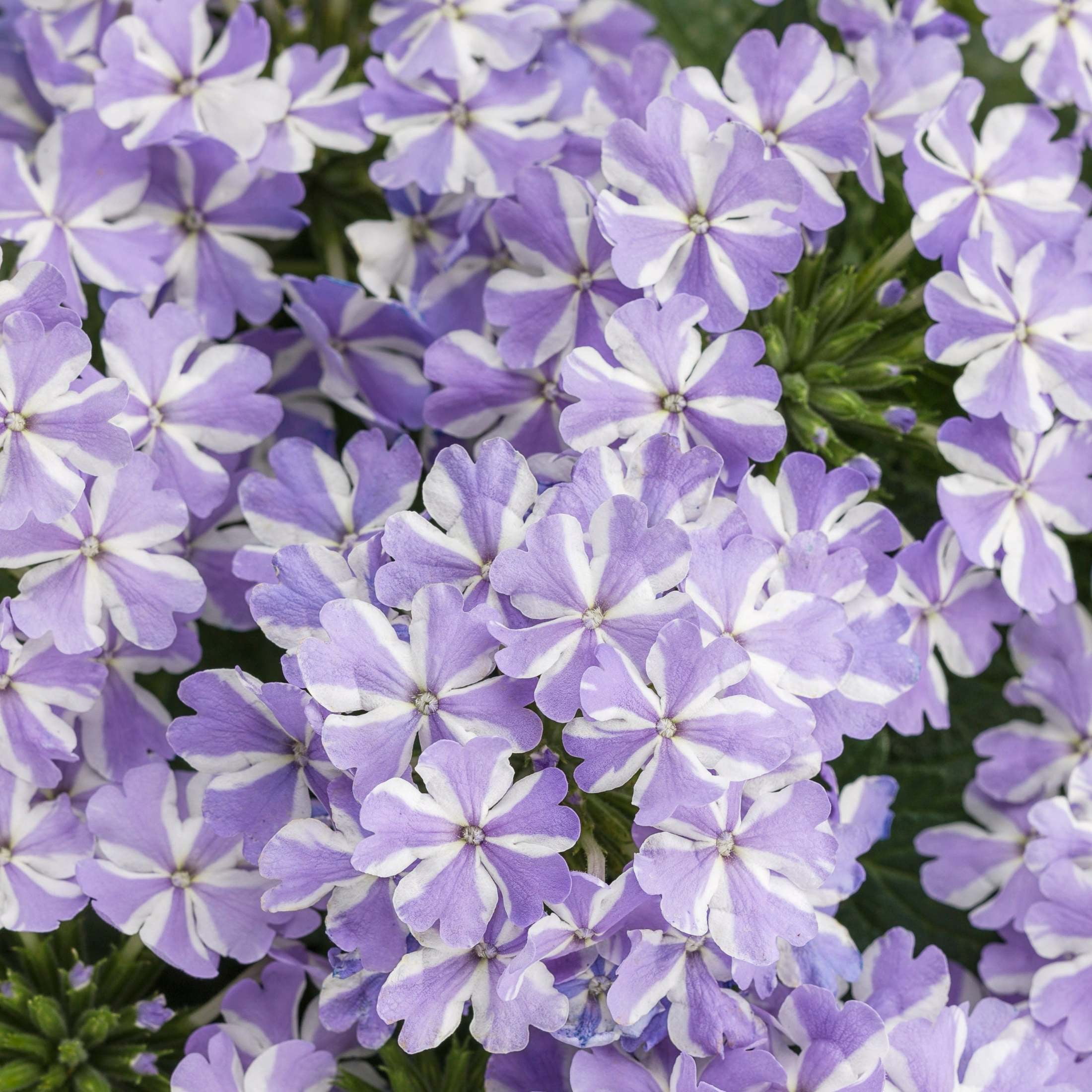 Proven Winners 4" Multicolor Superbena Stormburst Verbena Live Plant in 4.25" Pot (4 Count)
