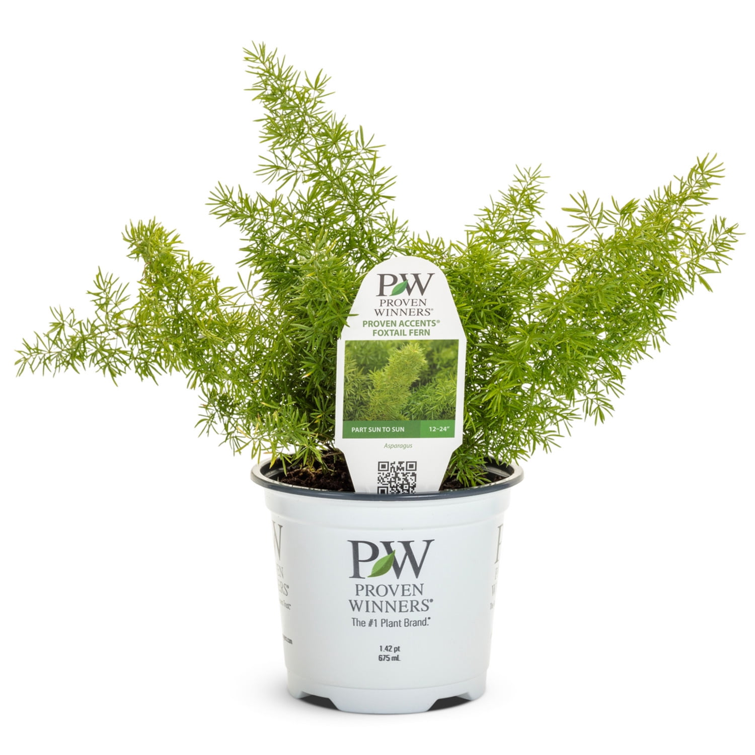 Proven Winners 5"   Myersii Foxtail Fern Live Plant in 4.5" Pot