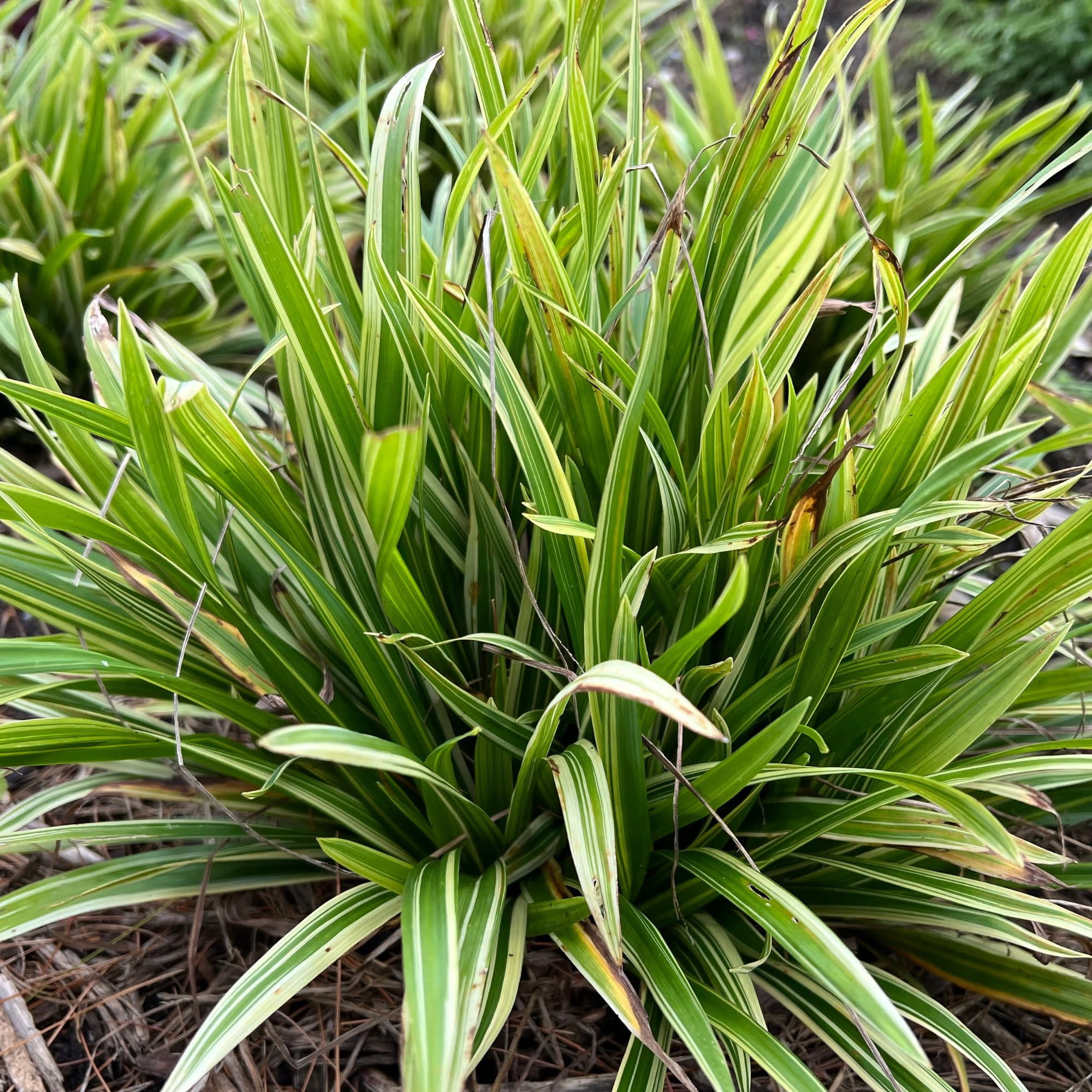Proven Winners 6" 'Noble Native' Woodland Sedge Live Plant in 6.5" Pot