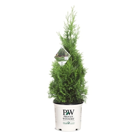 Proven Winners ColorChoice 6" North Pole Arborvitae Live Plant in 7.5" Pot