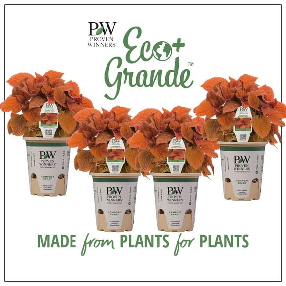 Proven Winners 6" Orange ColorBlaze Sedona Sunset Coleus (Coleus scutellarioides) Annual Live Plant in 4.94" Eco+ Grande Pots (4 Count)