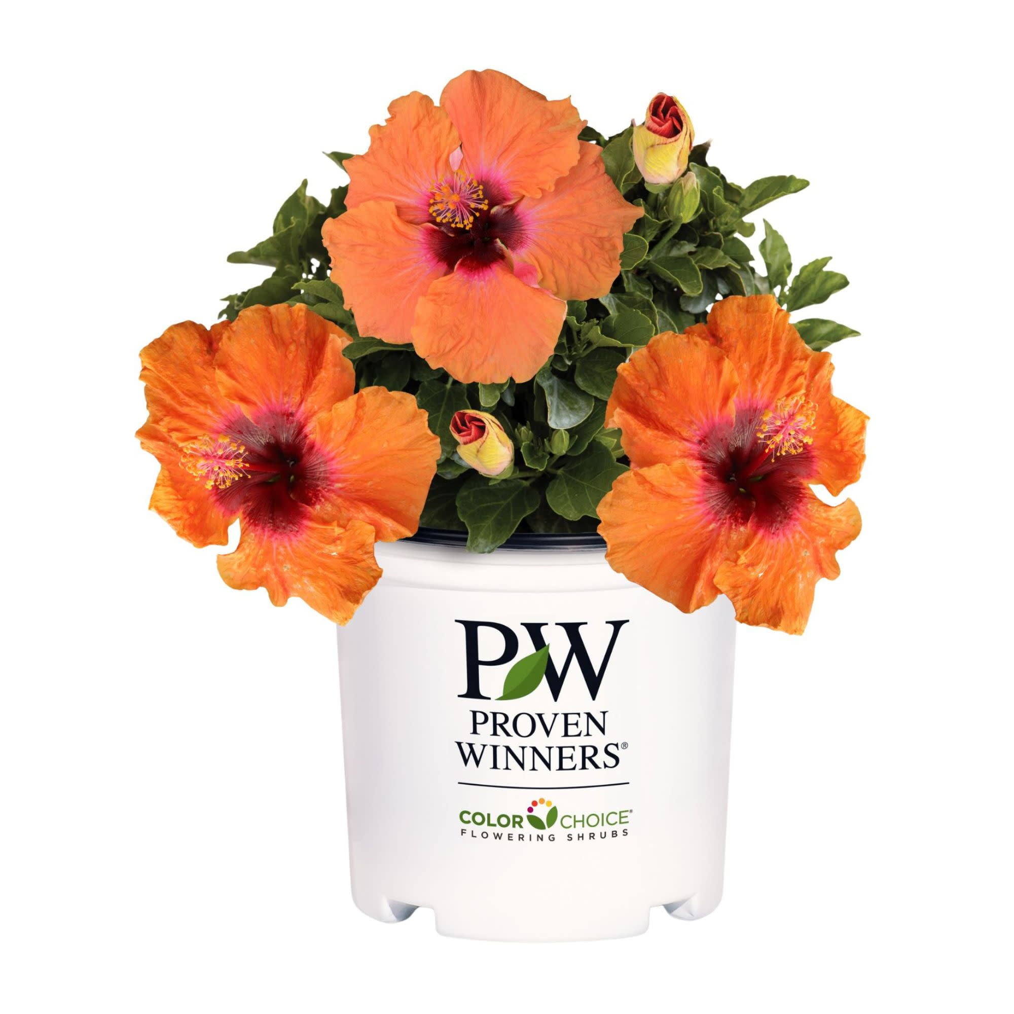 Proven Winners ColorChoice 6" Orange Hollywood Hibiscus Disco Diva Tropical Hibiscus Live Plant in 7.5" Pot