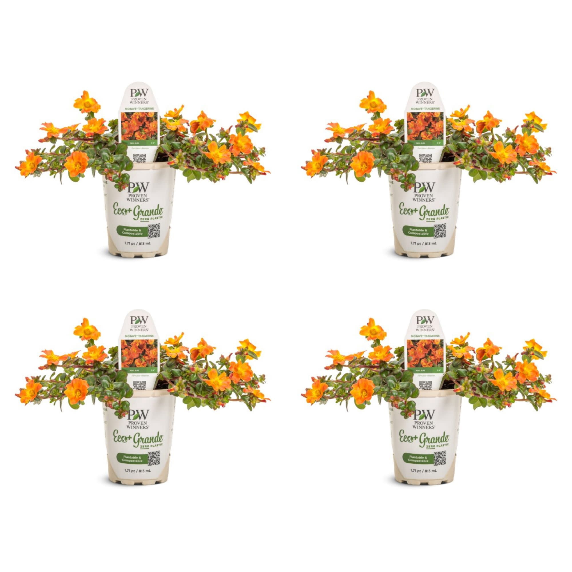 Proven Winners 4" Orange Mojave Tangerine Purslane Live Plant in 4.25" Pot (4 Count)