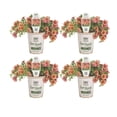 thumbnail image 1 of Proven Winners 4" Orange Superbells Double Vintage Coral Calibrachoa Live Plant in 4.25" Pot (4 Count), 1 of 8