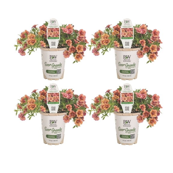 Proven Winners 4" Orange Superbells Double Vintage Coral Calibrachoa Live Plant in 4.25" Pot (4 Count)