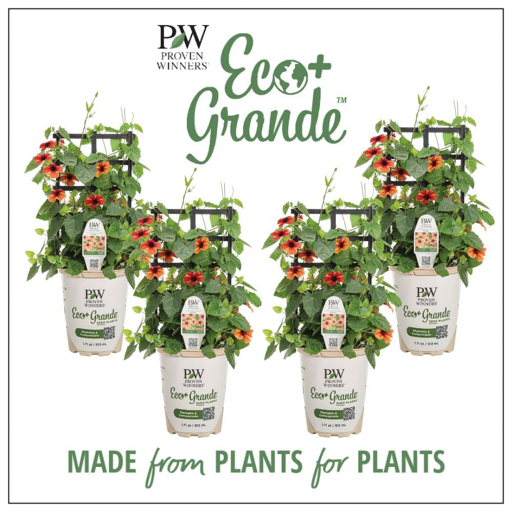 Proven Winners 6" Orange Tangerine Slice A-Peel Black-Eyed Susan Vine (Thunbergia alata) Annual Live Plant in 4.94" Eco+ Grande Pots (4 Count)