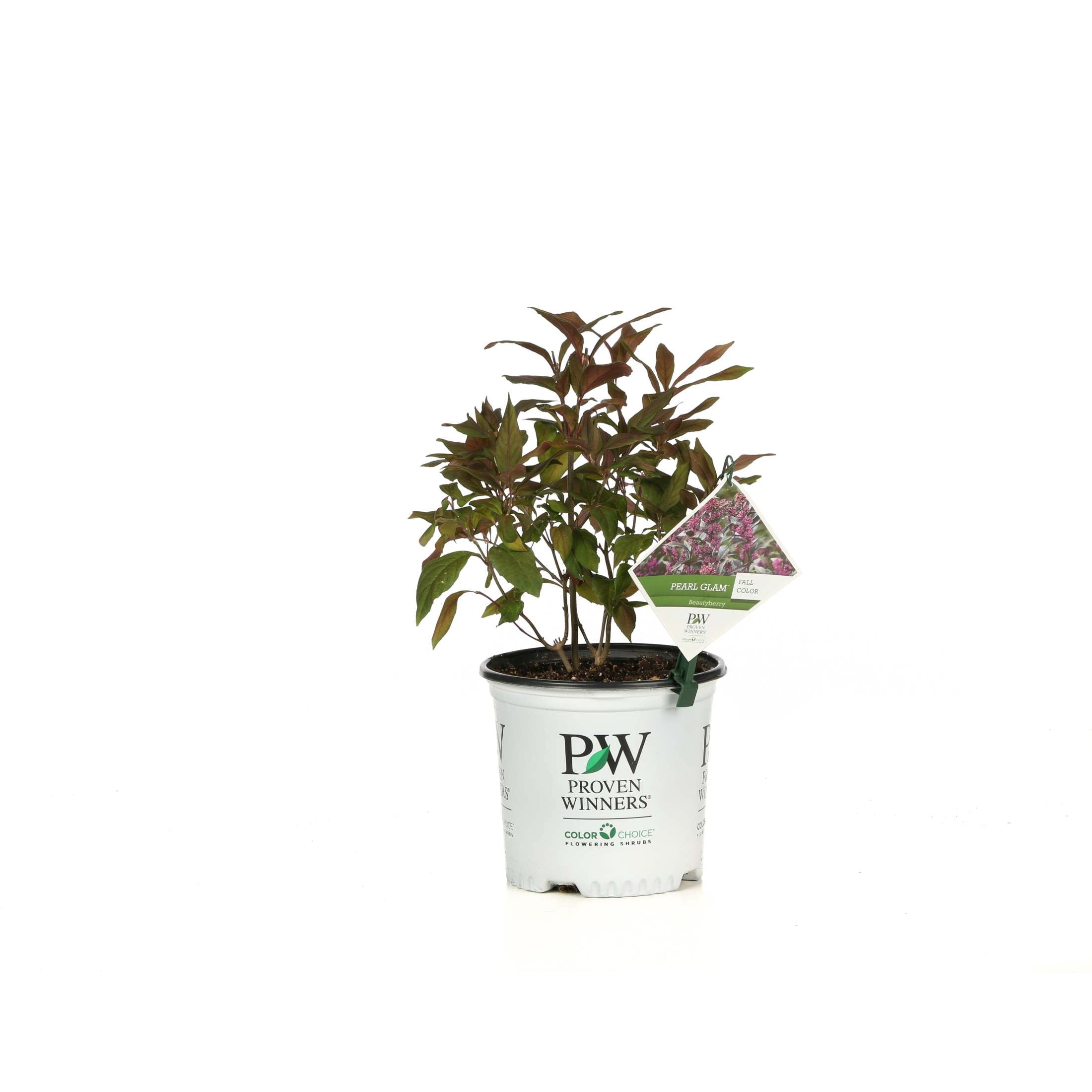Proven Winners ColorChoice 6" Pearl Glam Beautyberry Live Plant in 7.5" Pot