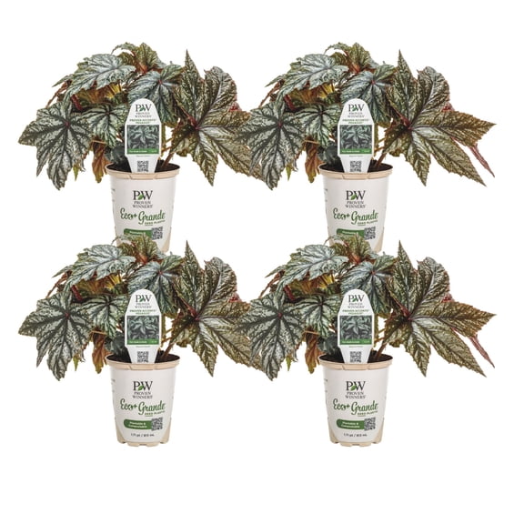 Proven Winners 4" Multicolor Pegasus Begonia Live Plant in 4.25" Pot (4 Count)