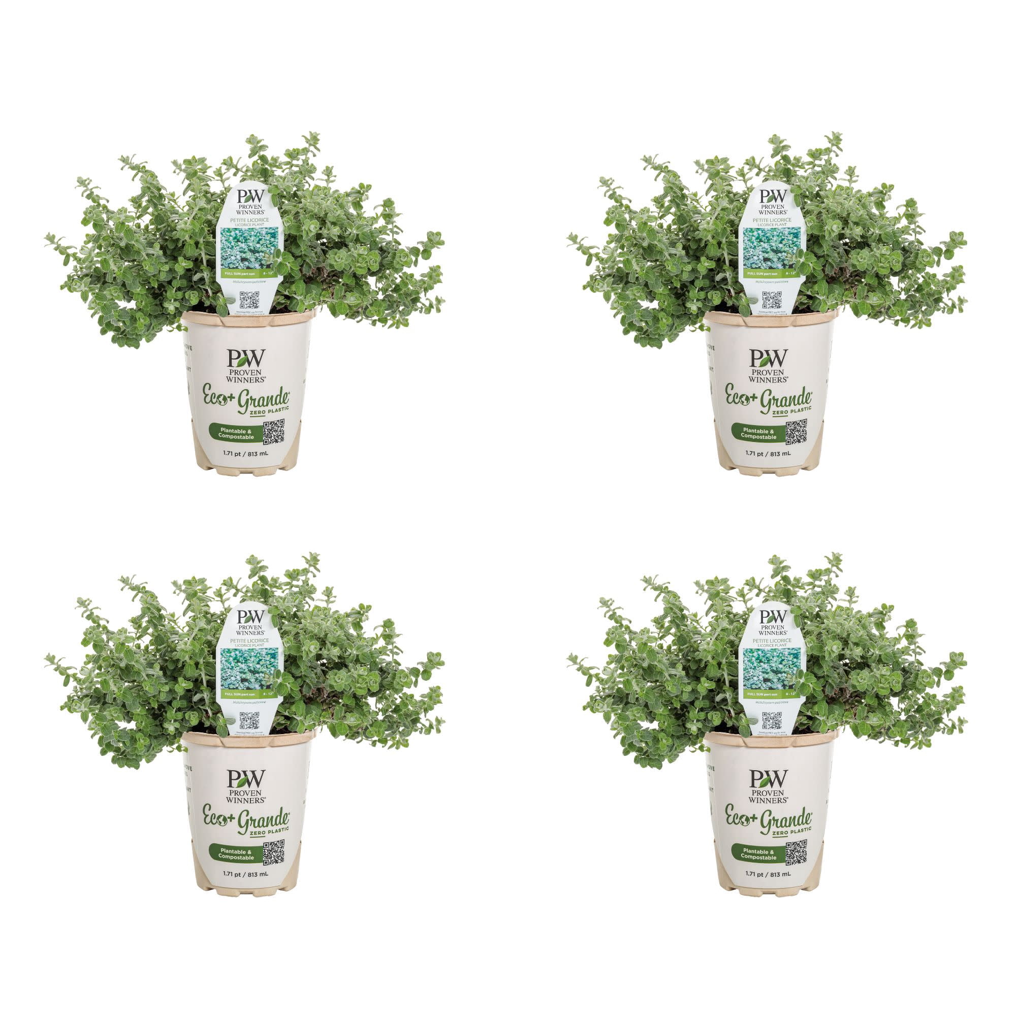 Proven Winners 4" Petite Licorice Licorice Plant Live Plant in 4.25" Pot (4 Count)