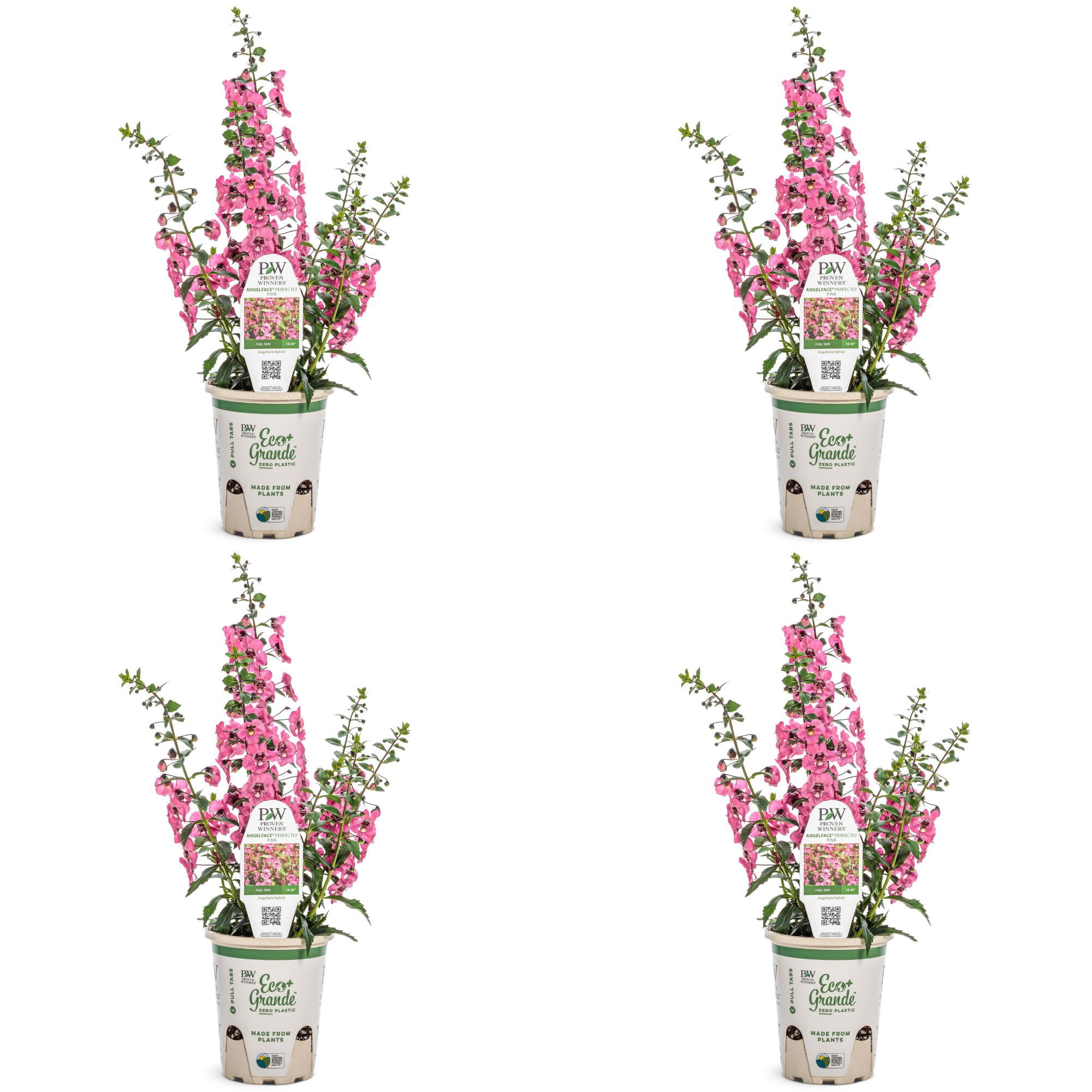 Proven Winners 4" Angelface Perfectly Pink Summer Snapdragon Live Plant in 4.25" Pot (4 Count)
