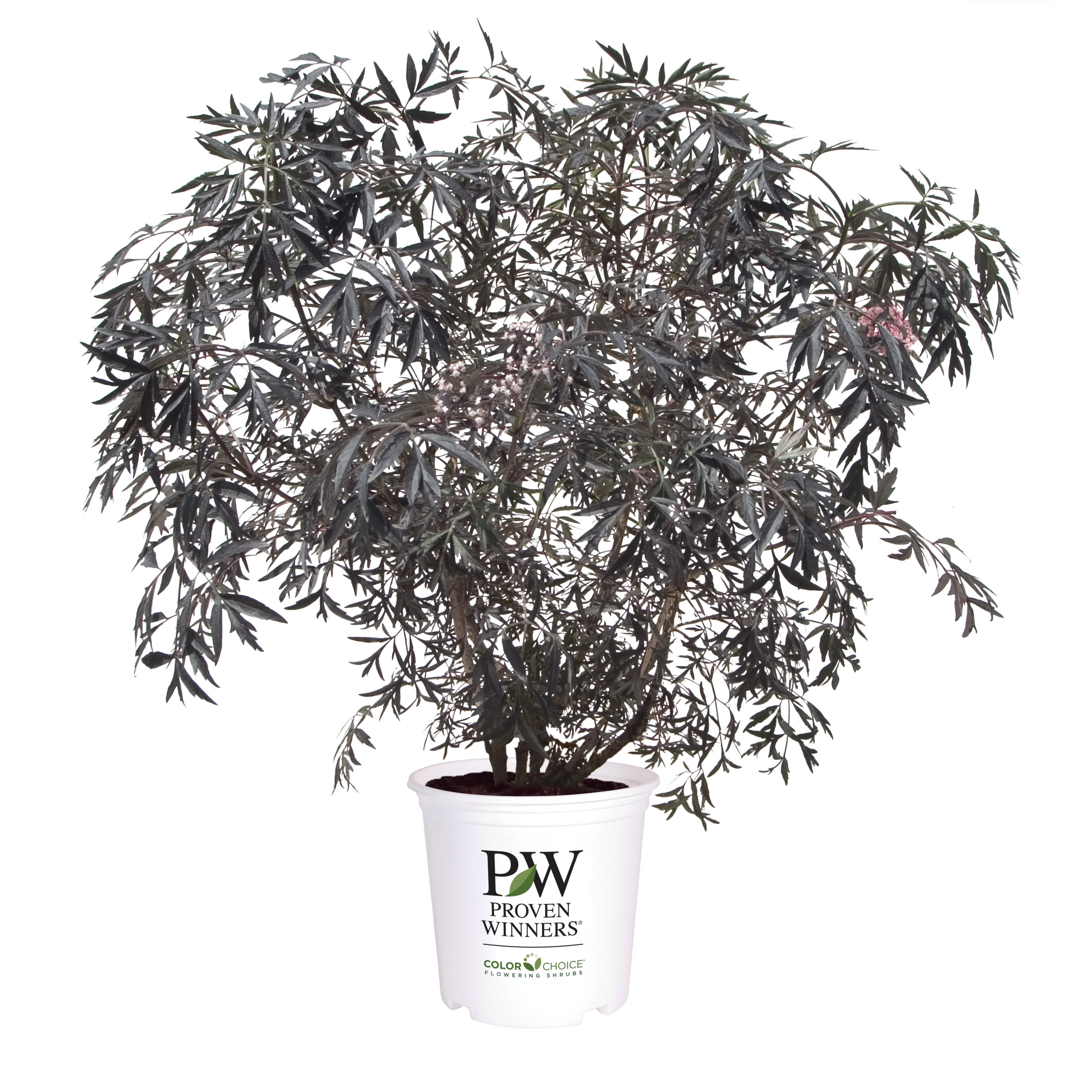 Proven Winners ColorChoice 6" Pink Black Lace Elderberry Live Plant in 7.5" Pot