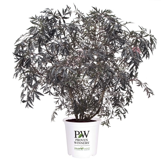 Proven Winners ColorChoice 6" Pink Black Lace Elderberry Live Plant in 7.5" Pot