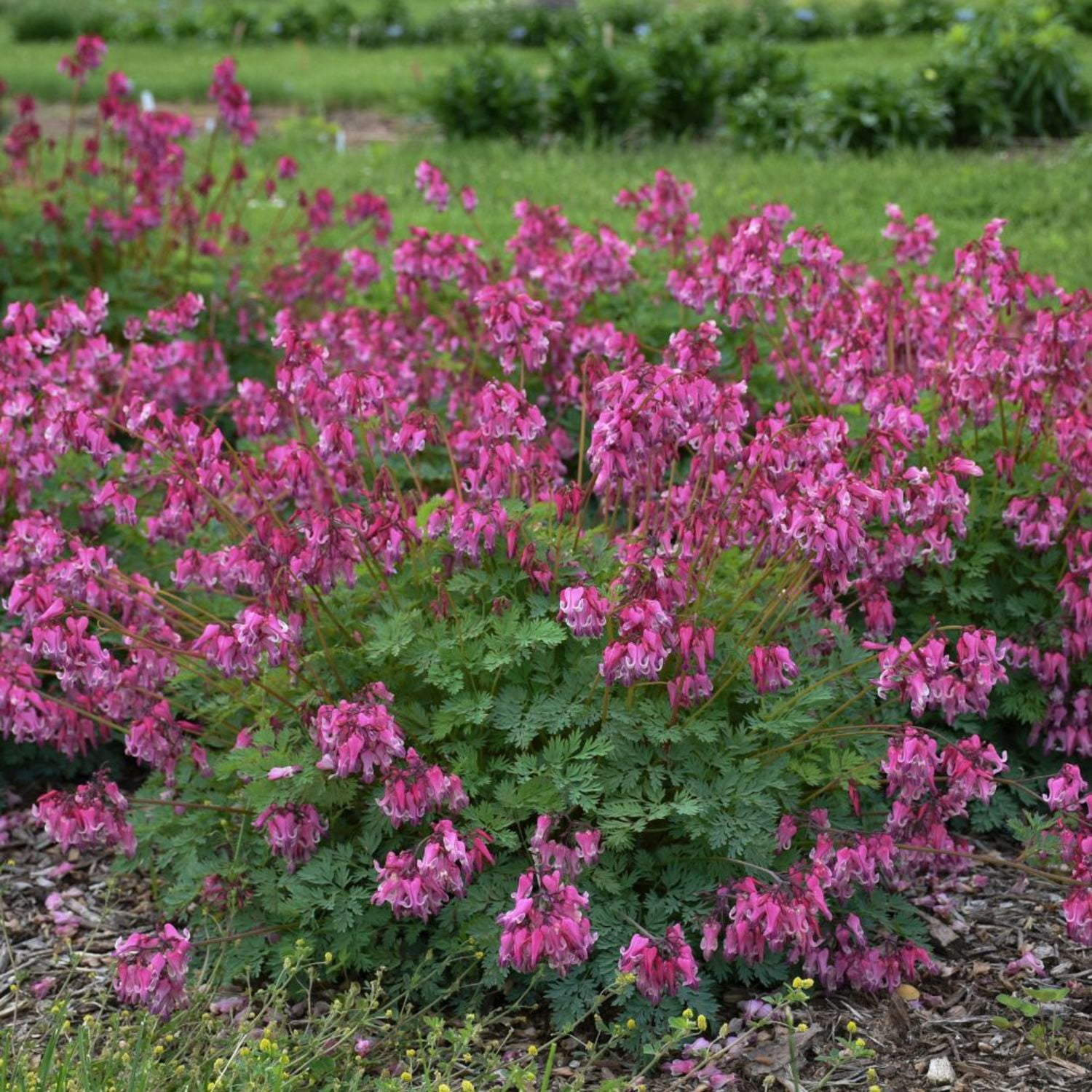 Proven Winners 6" 'Pink Diamonds' Fern-leaved Bleeding Heart Live Plant in 7.5" Pot