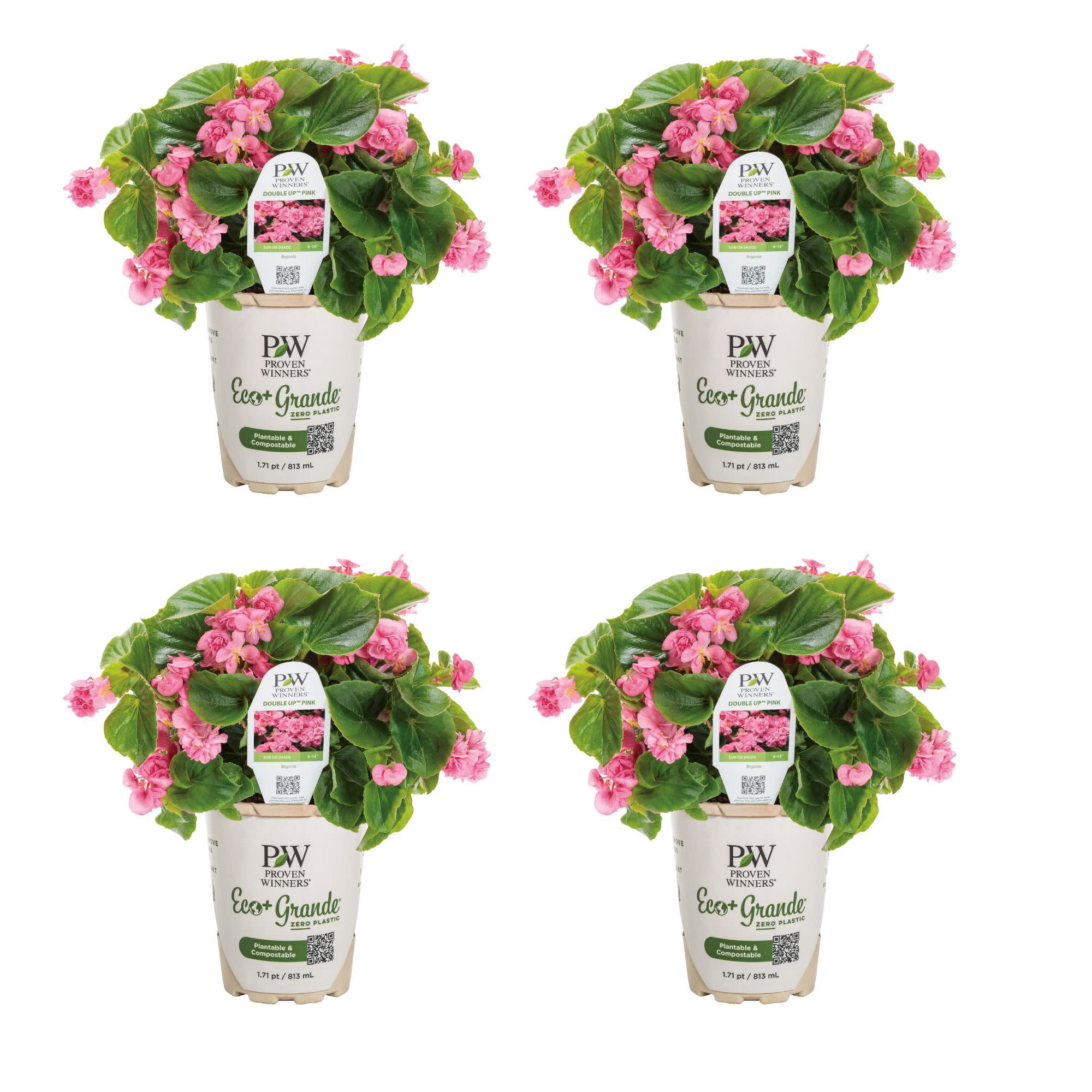 Proven Winners 4" Double Up Pink Begonia Live Plant in 4.25" Pot (4 Count)