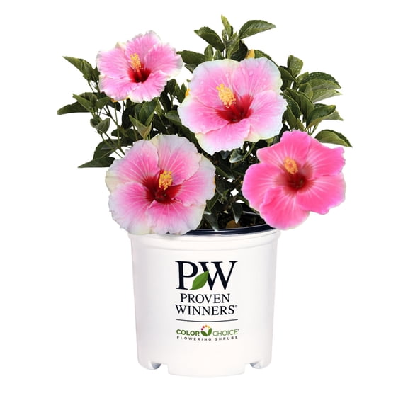 Proven Winners ColorChoice 6" Pink Hollywood Hibiscus America's Sweetheart Tropical Hibiscus Live Plant in 7.5" Pot
