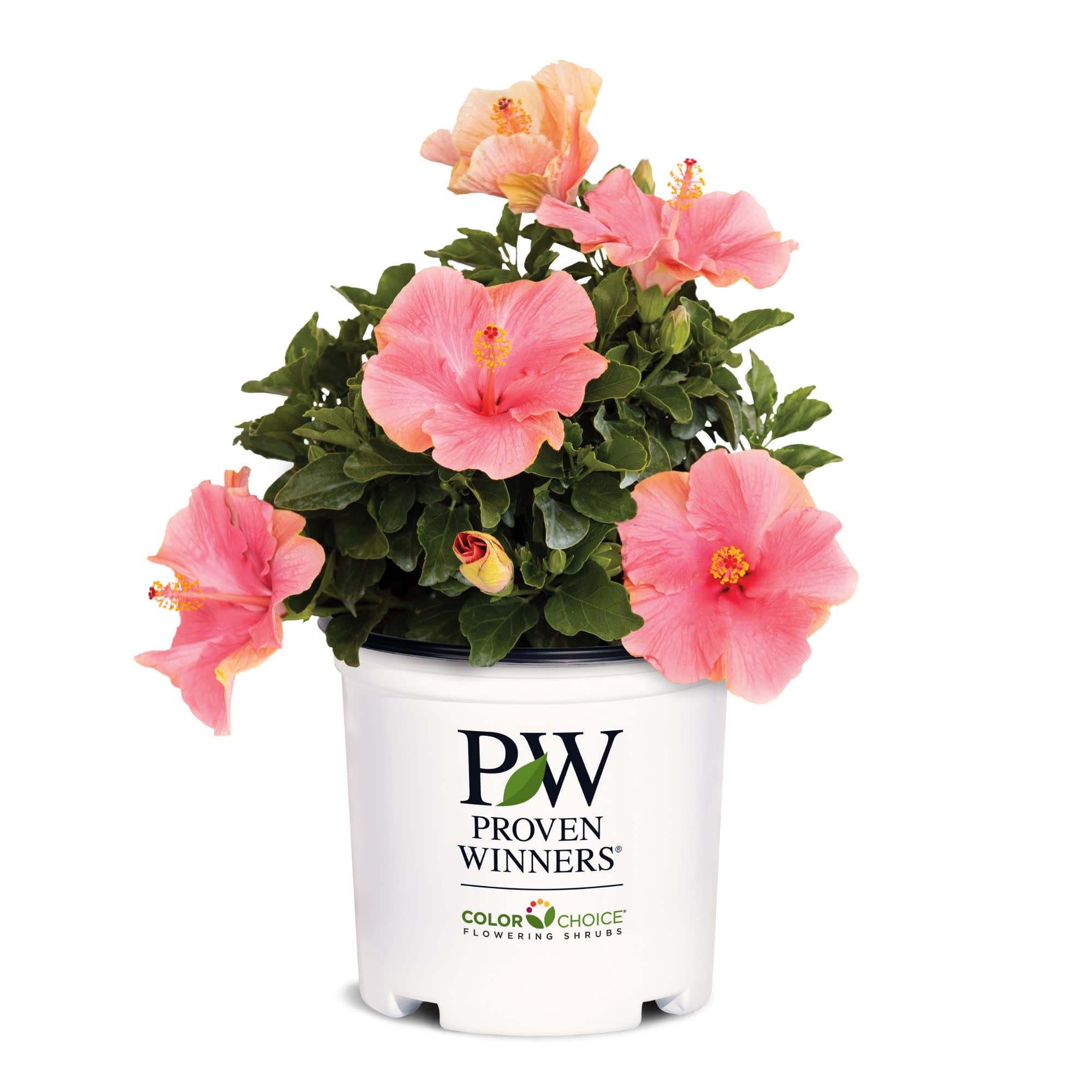 Proven Winners 6" Pink Hollywood Hibiscus First Lady Tropical Hibiscus Live Plant in 7.5" Pot