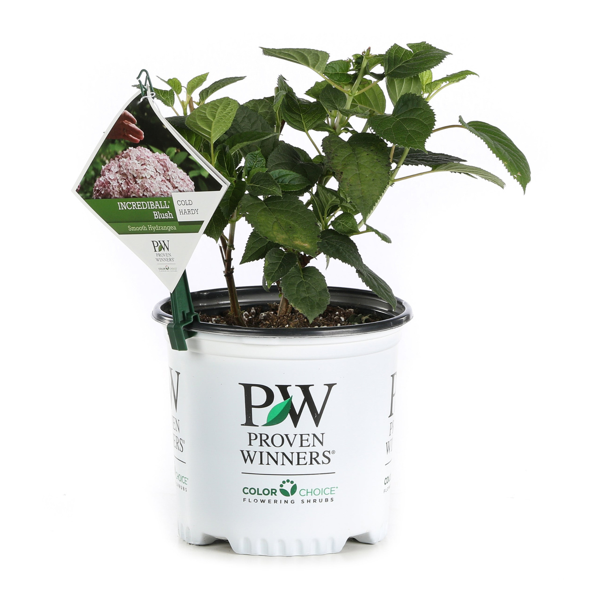 Proven Winners ColorChoice 6" Pink Incrediball Blush Smooth Hydrangea Live Plant in 7.5" Pot