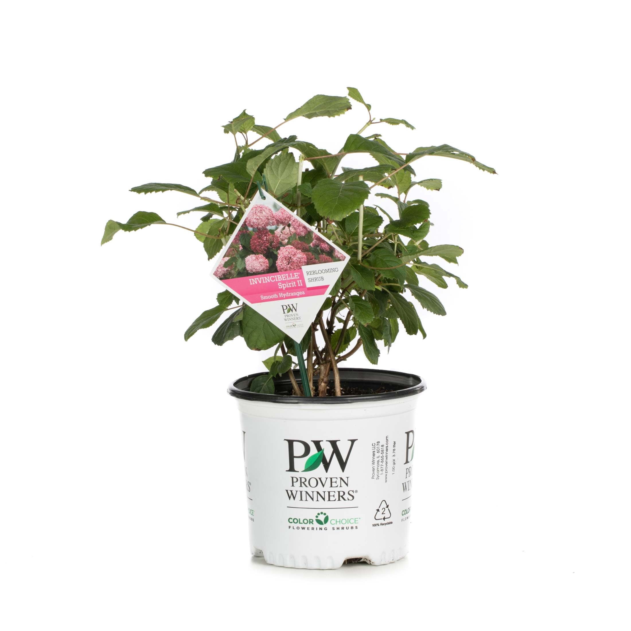 Proven Winners ColorChoice 6" Pink Invincibelle Spirit II Smooth Hydrangea Live Plant in 7.5" Pot