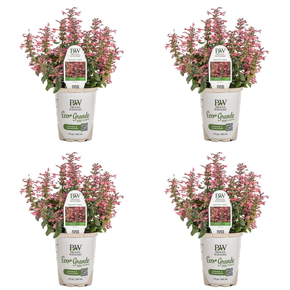 Proven Winners 4" Pink Maestro Coral Hyssop Live Plant in 4.25" Pot (4 Count)