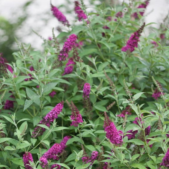 Proven Winners ColorChoice 6" Pink 'Miss Molly' Butterfly Bush Live Plant in 7.5" Pot