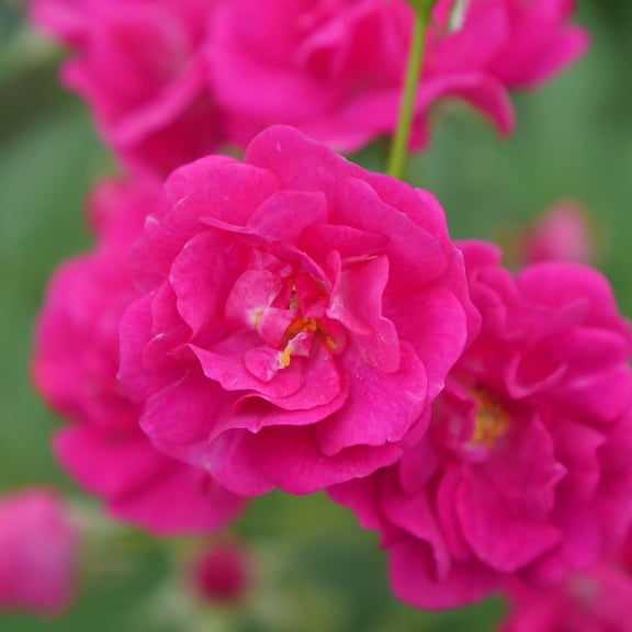 Proven Winners ColorChoice 6" Pink Oso Easy Peasy Rose Live Plant in 7.5" Pot