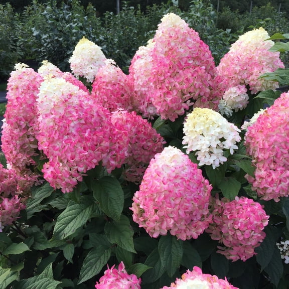 Proven Winners ColorChoice 6" Pink Quick Fire Fab Panicle Hydrangea Live Plant in 7.5" Pot
