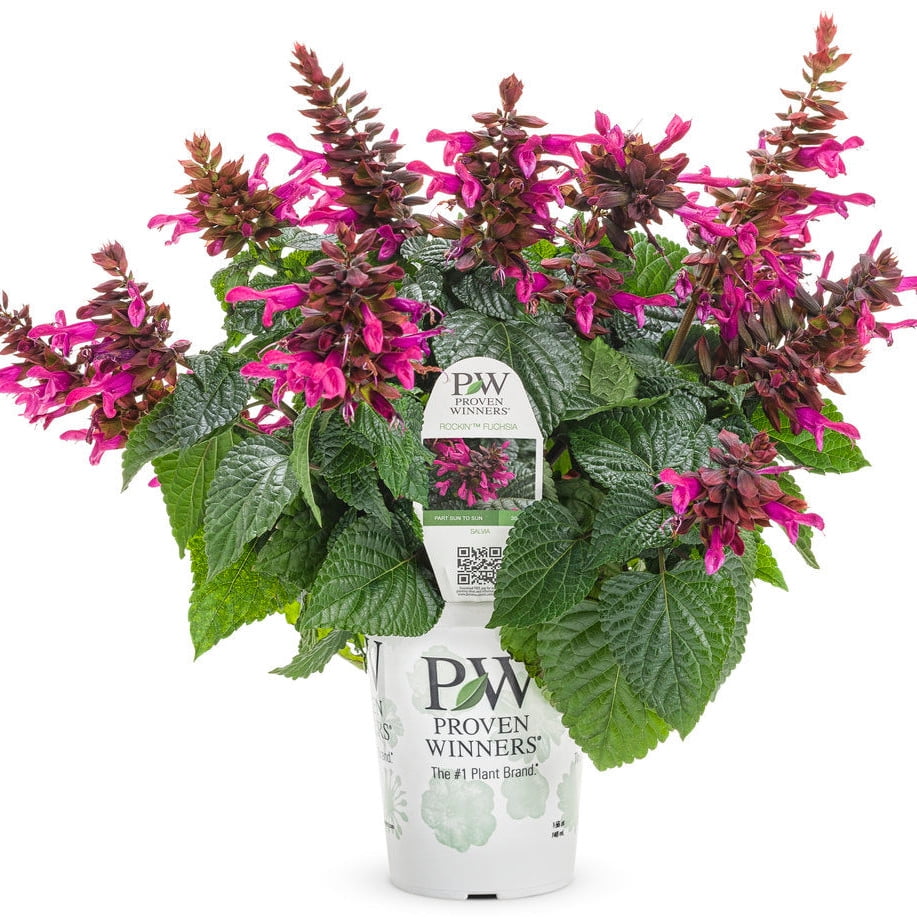 Proven Winners 6" Pink Rockin' Fuchsia Salvia (Salvia hybrid) Annual Live Plant in 4.94" Eco+ Grande Pots (4 Count)