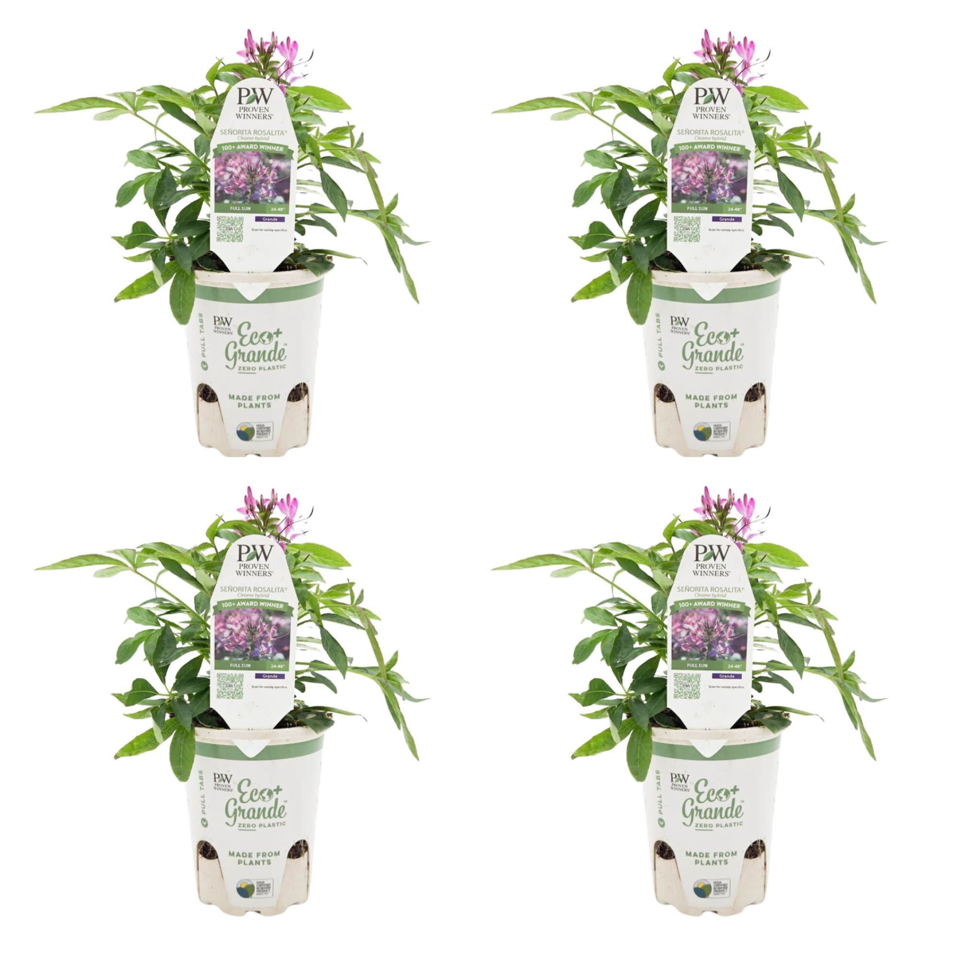 Proven Winners 4" Pink Seorita Rosalita Spider Flower Live Plant in 4.25" Pot (4 Count)