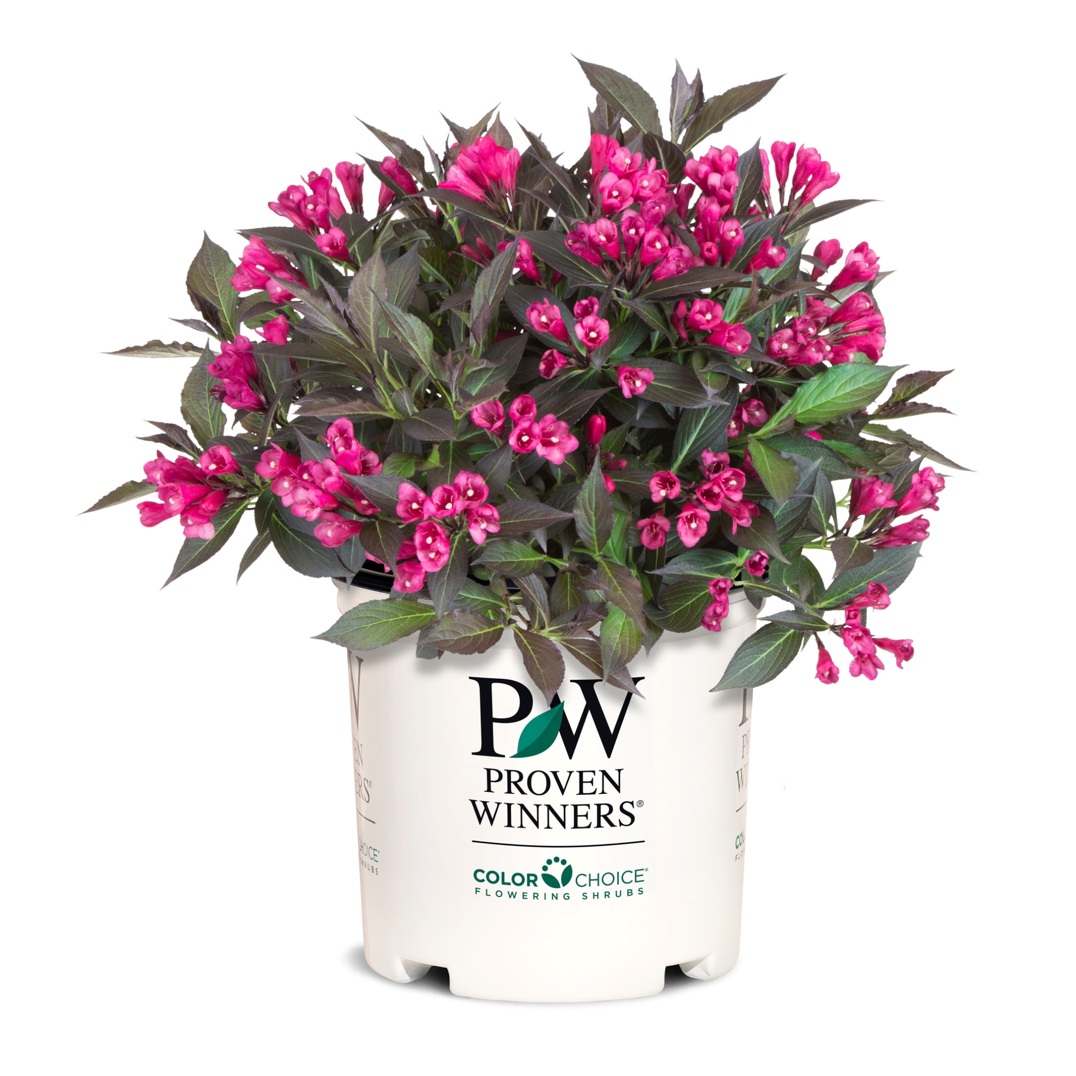 Proven Winners ColorChoice 6" Pink Spilled Wine Weigela Live Plant in 7.5" Pot