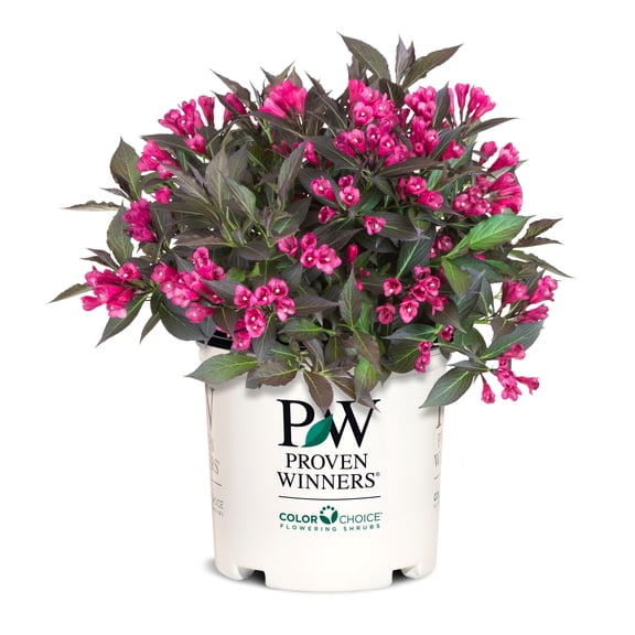 Proven Winners ColorChoice 6" Pink Spilled Wine Weigela Live Plant in 7.5" Pot
