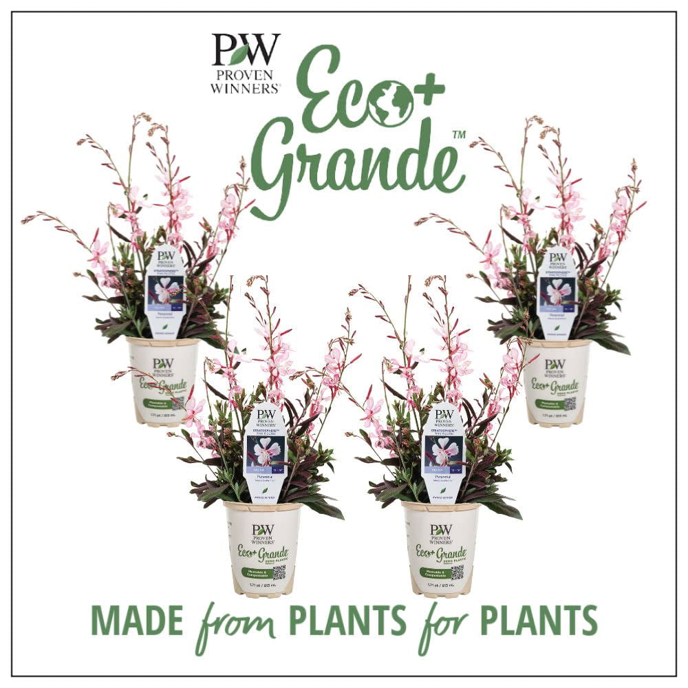 Proven Winners 6" Pink Stratosphere Pink Picotee Butterfly Flower (Gaura lindheimeri) Annual Live Plant in 4.94" Eco+ Grande Pots (4 Count)