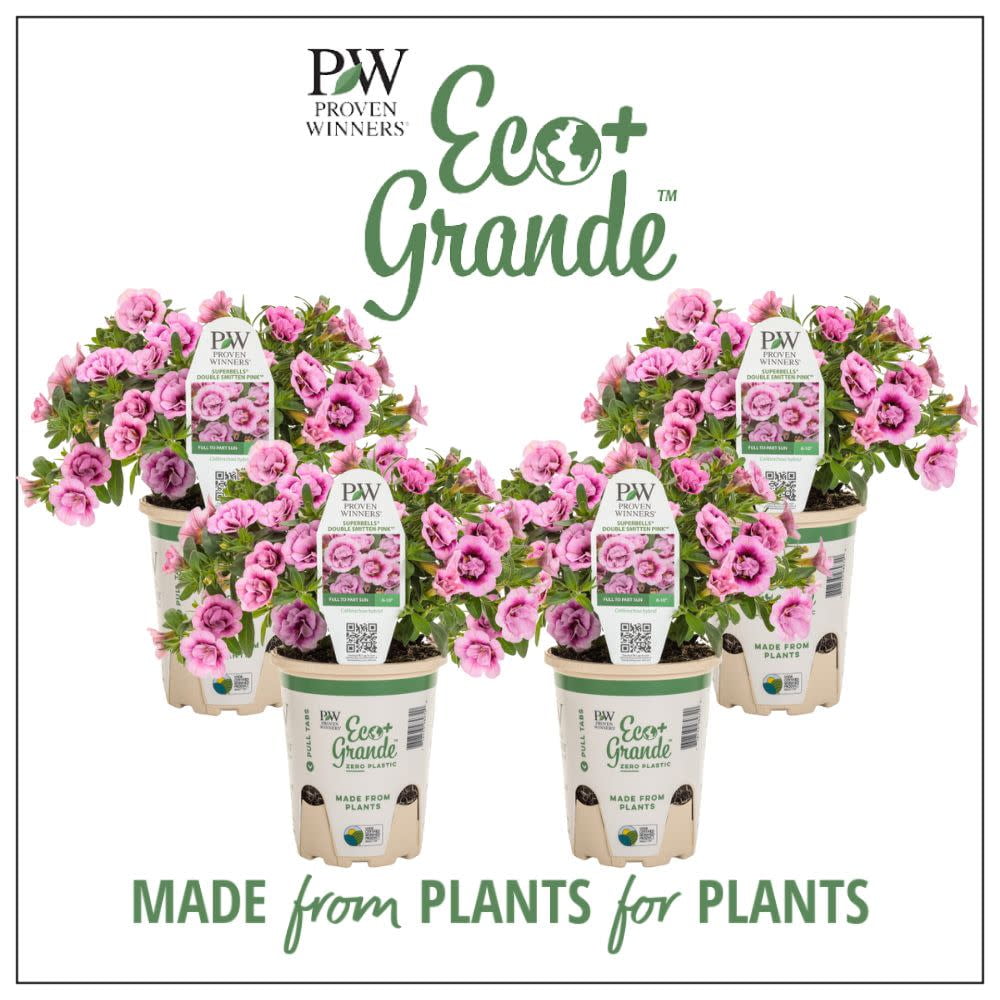 Proven Winners 6" Pink Superbells Double Smitten Pink Calibrachoa (Calibrachoa hybrid) Annual Live Plant in 4.94" Eco+ Grande Pots (4 Count)
