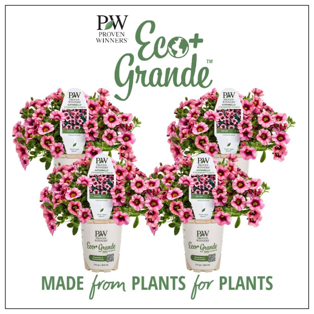 Proven Winners 6" Pink Superbells Strawberry Punch Calibarchoa (Calibrachoa hybrid) Annual Live Plant in 4.94" Eco+ Grande Pots (4 Count)
