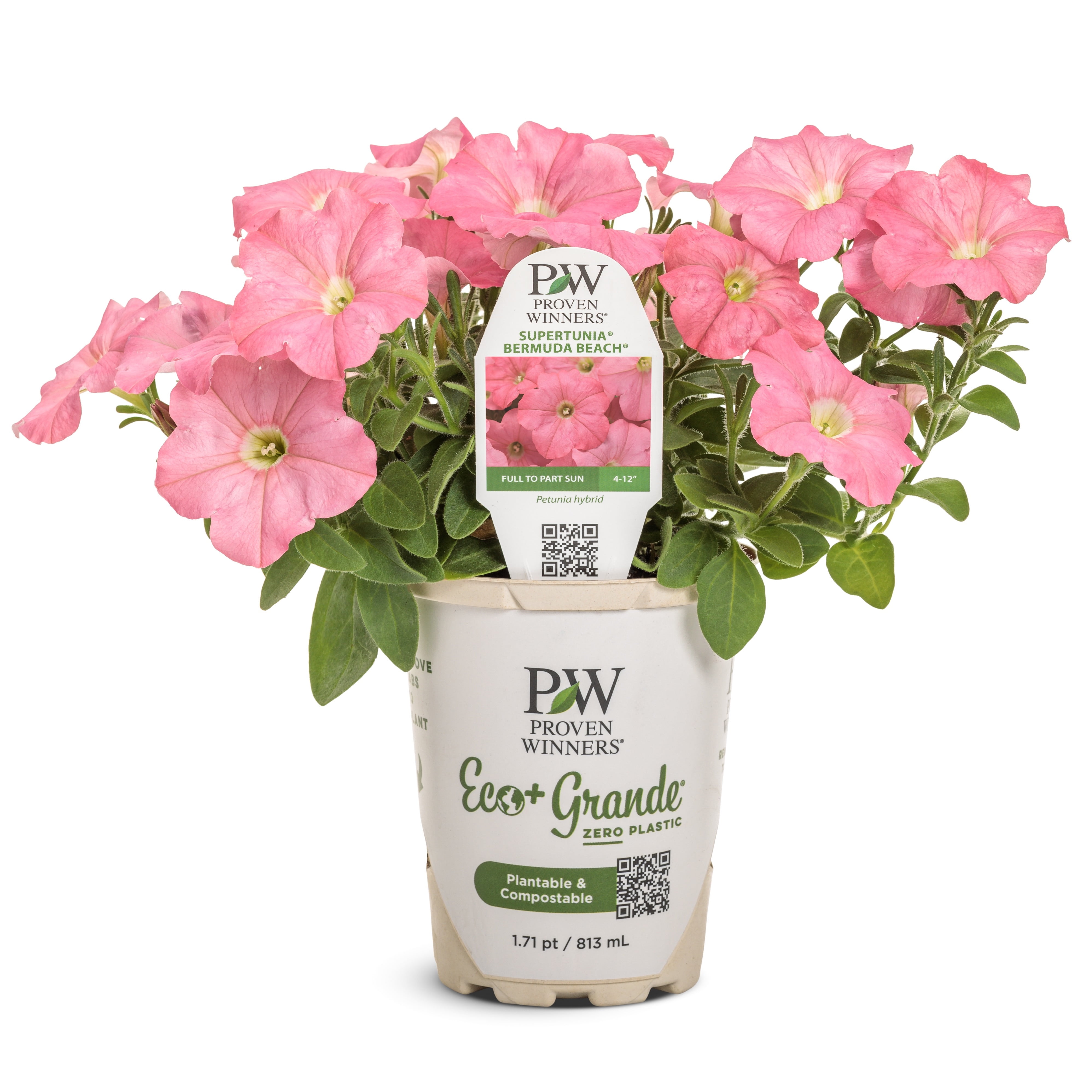 Proven Winners 6" Pink Supertunia Bermuda Beach Petunia (Petunia hybrid) Annual Live Plant in 4.94" Eco+ Grande Pots (4 Count)
