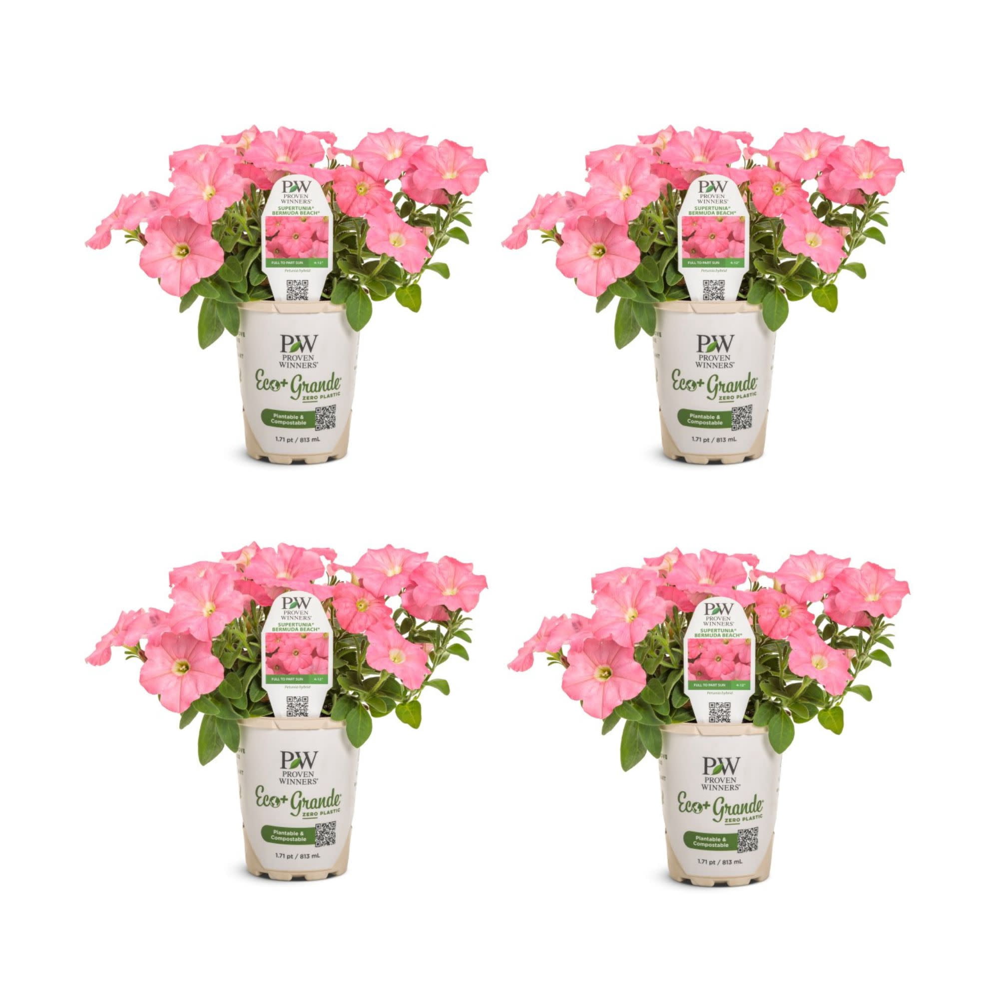 Proven-Winners-6-Pink-