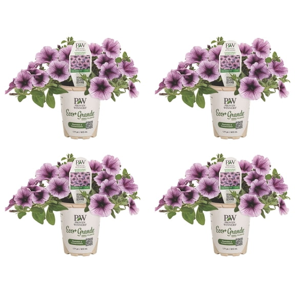 Proven Winners 4" Pink Supertunia Bordeaux Petunia Live Plant in 4.25" Pot (4 Count)