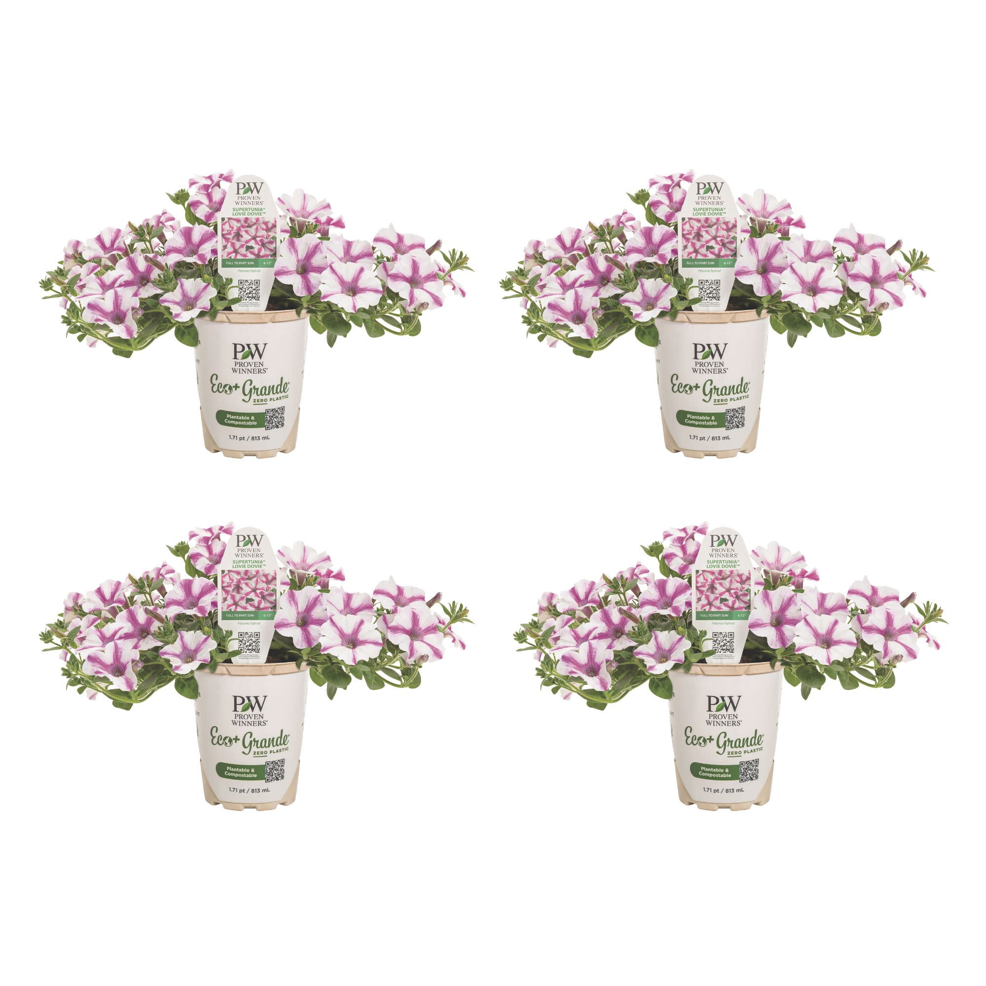 Proven Winners 4" Pink Supertunia Lovie Dovie Petunia Live Plant in 4.25" Pot (4 Count)