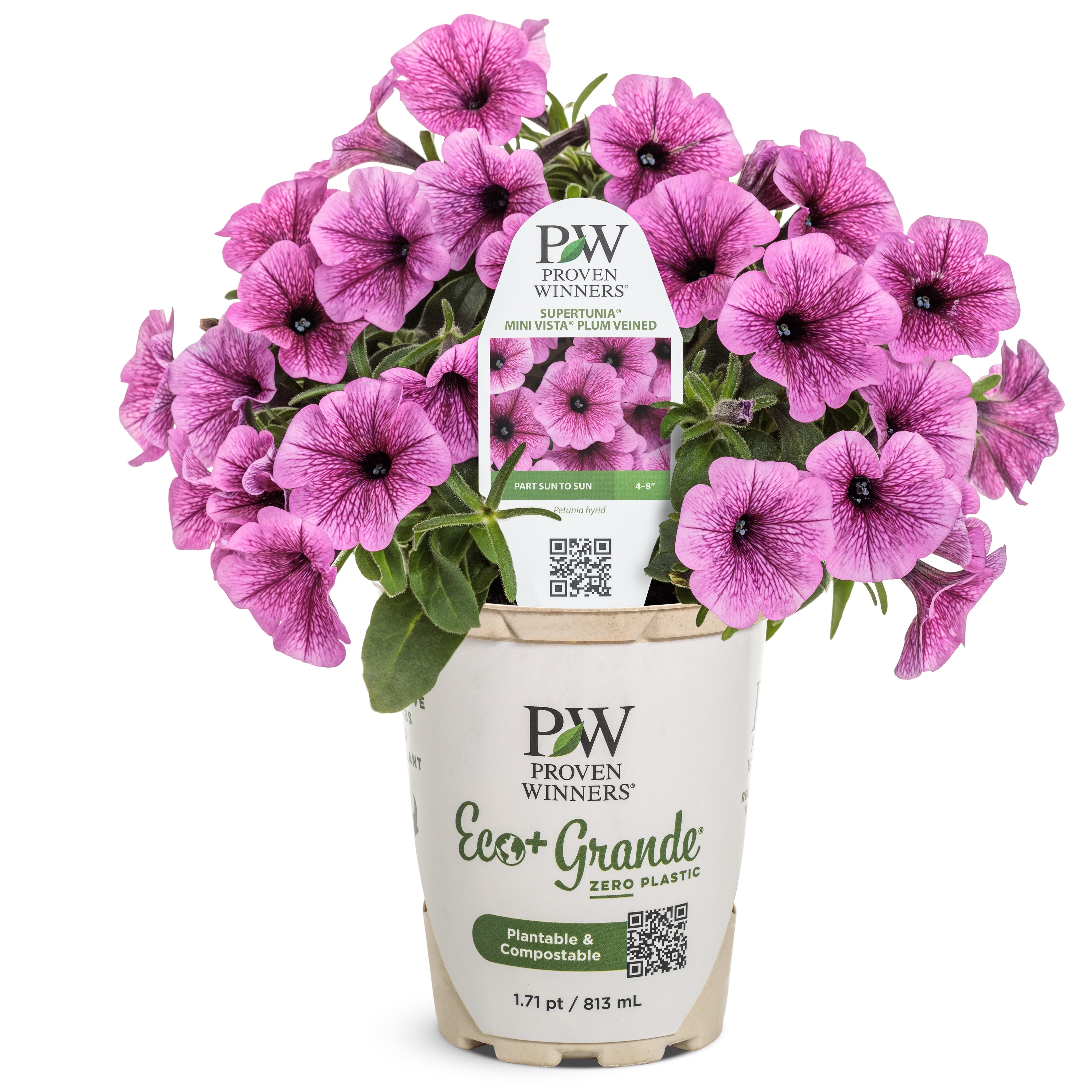 Proven Winners 6" Pink Supertunia Mini Vista Plum Veined Petunia (Petunia hybrid) Annual Live Plant in 4.94" Eco+ Grande Pots (4 Count)