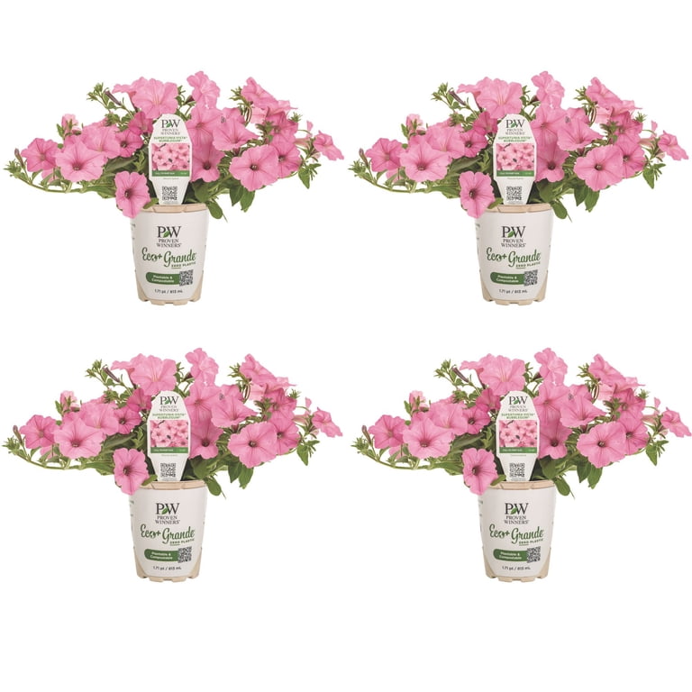 ❖花❖ Proven Winners Pink Supertunia Vista Bubblegum Petunia, 1.71 PT