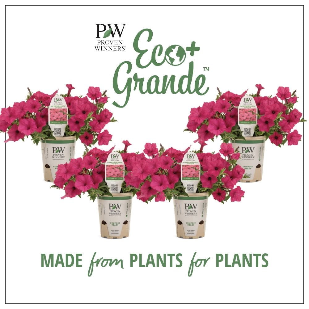 Proven Winners 6" Pink Supertunia Vista Fuchsia Petunia (Petunia hybrid) Annual Live Plant in 4.94" Eco+ Grande Pots (4 Count)