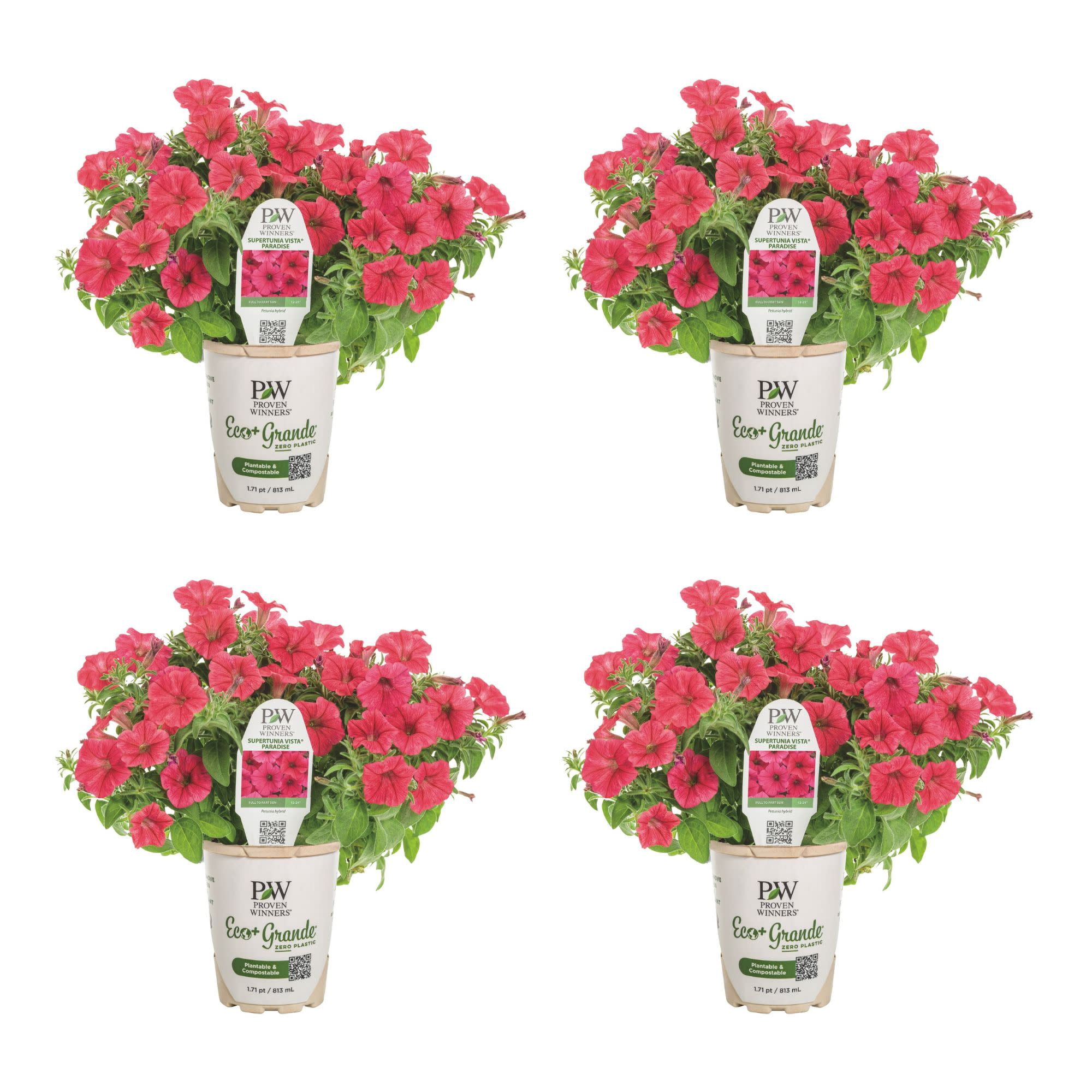 花 Pannnda Proven Winners 4